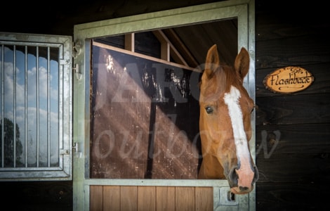 Paard in houten stal met betonplex aan binnenzijde