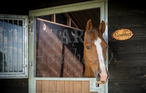 Paardenstal in Nijbroek met het paard flashback
